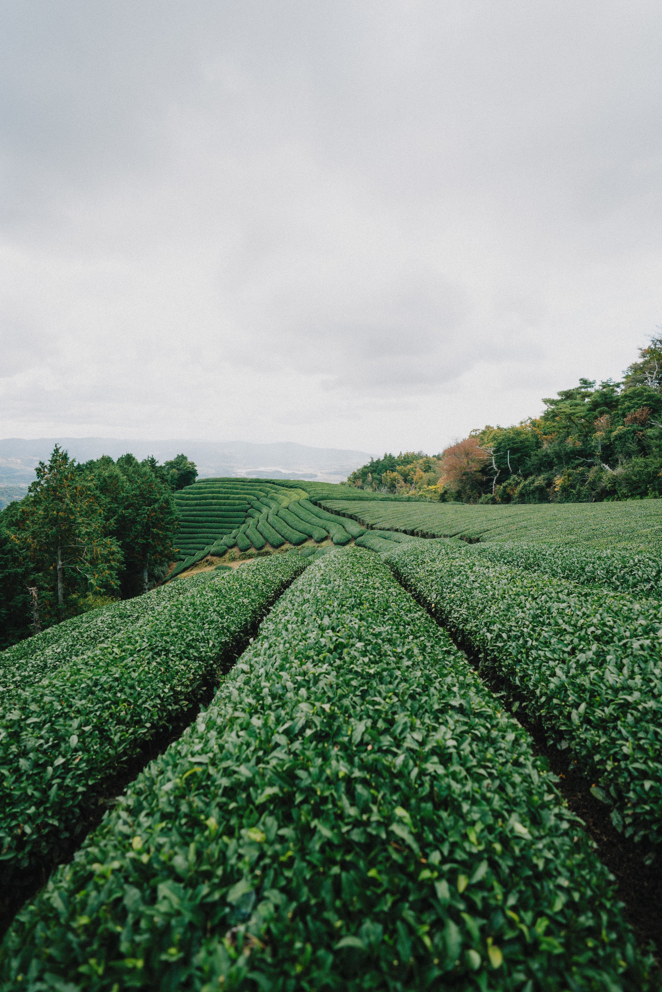 green-plants-grow-in-lines-on-rolling-hills.jpg